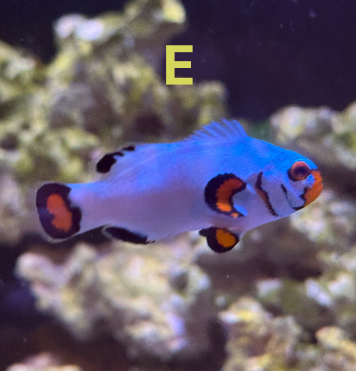 E.PNG