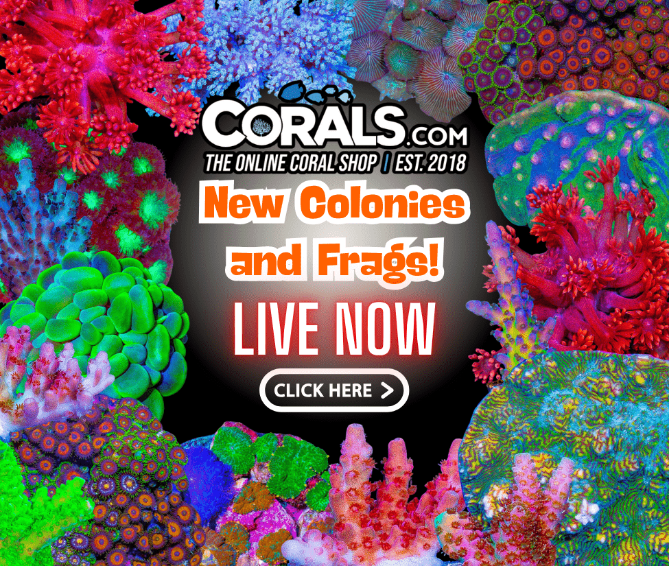 new coral(24).png
