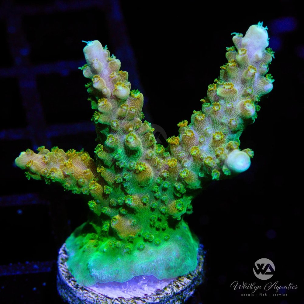 CoralAuction38_c34f7f36-1607-453b-b9b9-1cbc67cffa38.jpg CoralAuction38_c34f7f36-1607-453b-b9b9-1cbc67cffa38.jpg