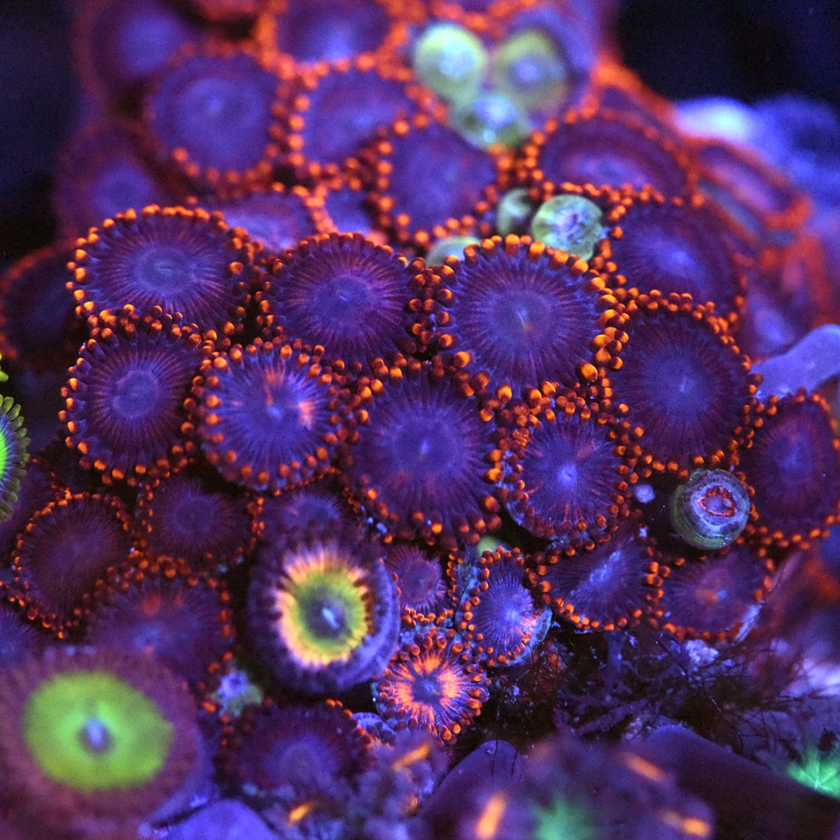 DSC_4140.JPG