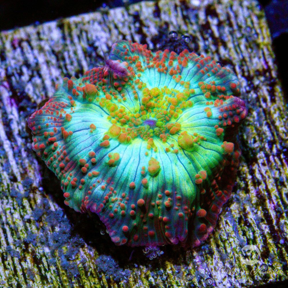 CoralAuction43_2c85ef48-2f94-4330-89a7-d92ad3a021c6.jpg CoralAuction43_2c85ef48-2f94-4330-89a7-d92ad3a021c6.jpg