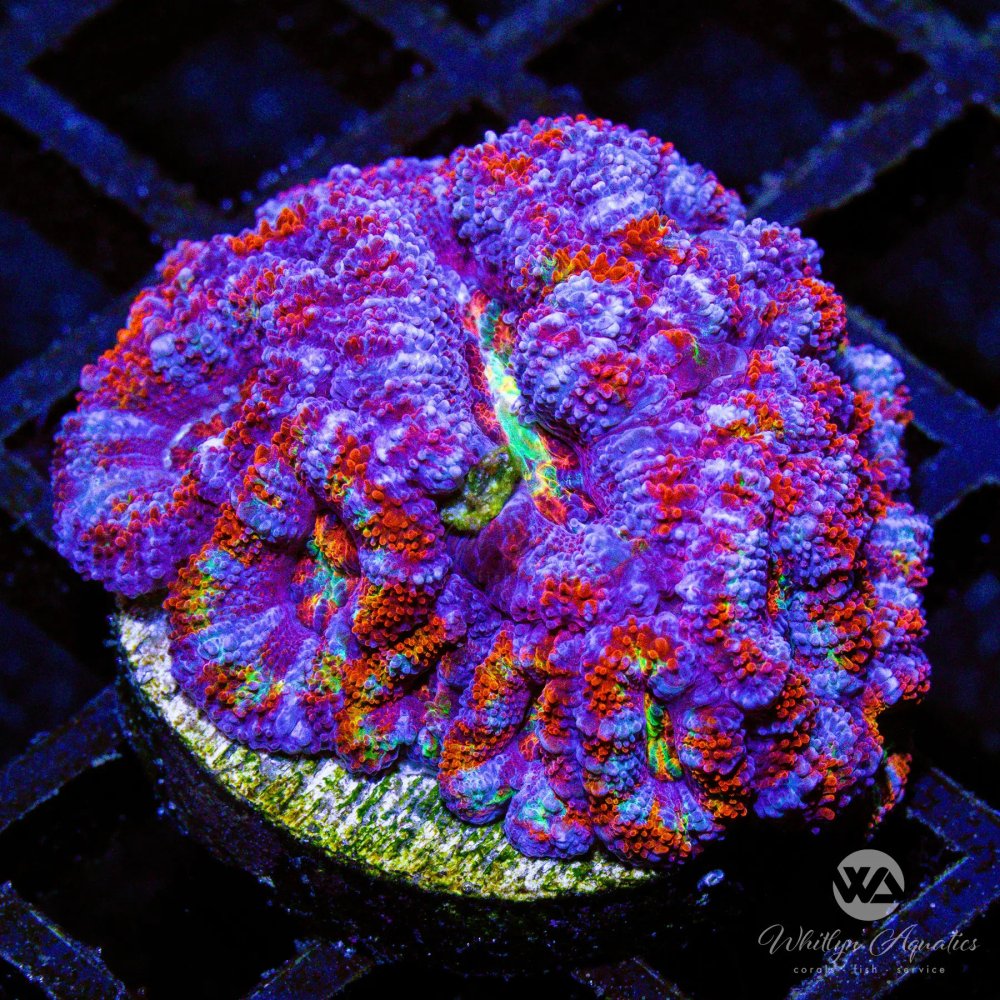 CoralAuction8_a9e8ef69-4e15-4fc5-96e8-e02e785351a0.jpg