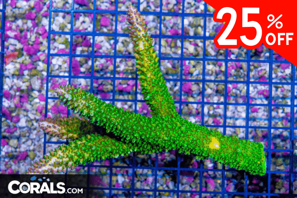 Untitled design(23) 4.03.10 PM.png