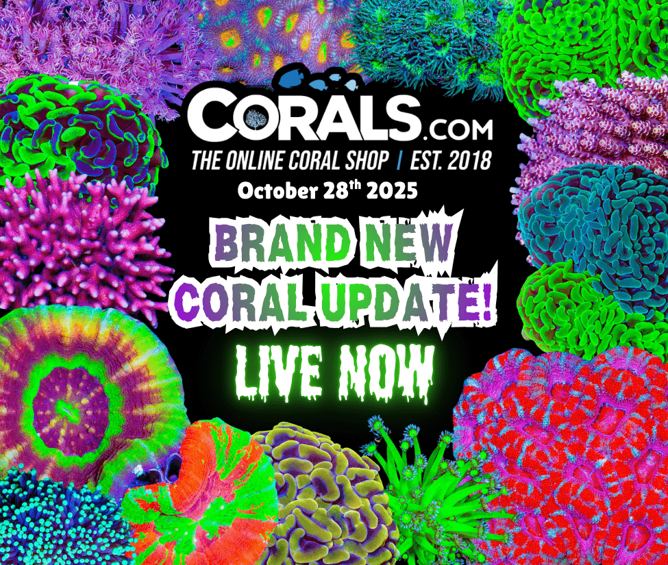 10.28 new coral.png