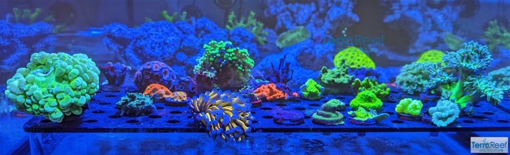 PXL_20230526_022315208.jpg-Aquraium-Holding-Frag-tank-2.jpg-small.jpg PXL_20230526_022315208.jpg-Aquraium-Holding-Frag-tank-2.jpg-small.jpg