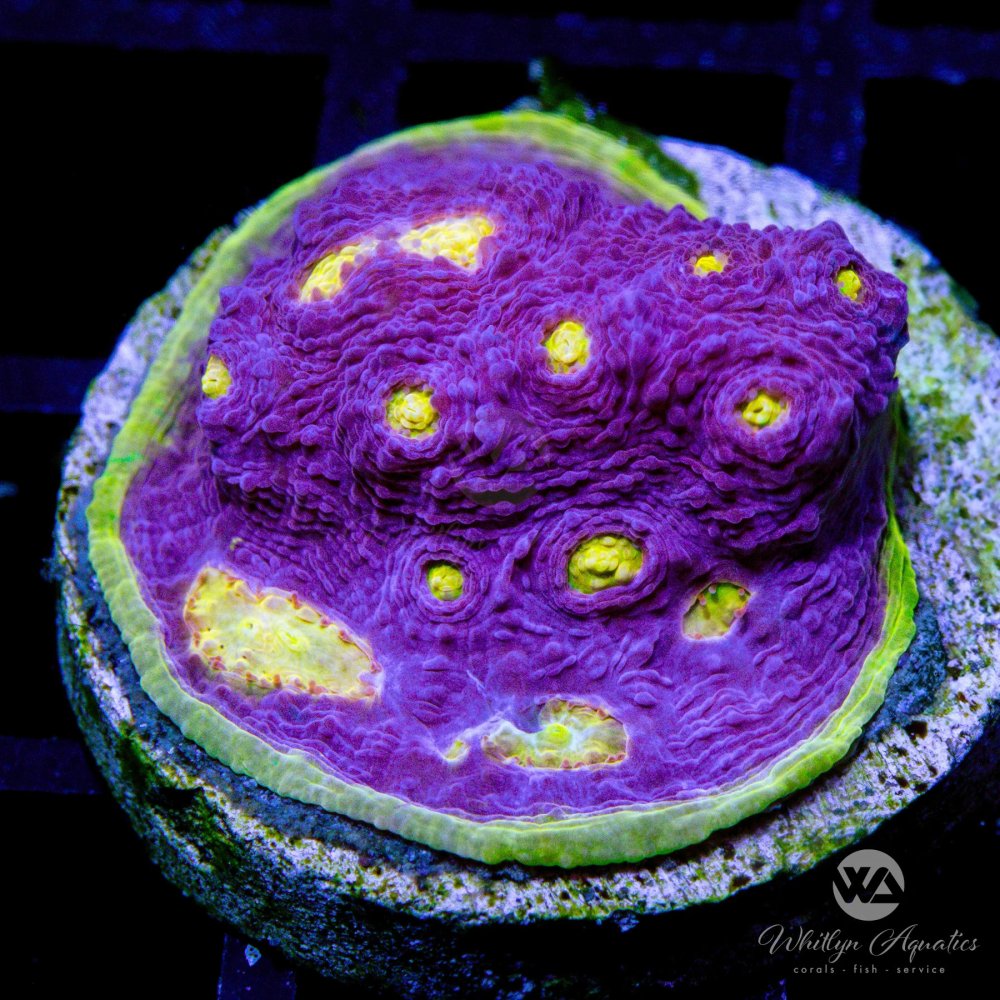 AuctionCoral_798f3d70-538b-48b4-9acf-f6d2e688edcd.jpg AuctionCoral_798f3d70-538b-48b4-9acf-f6d2e688edcd.jpg