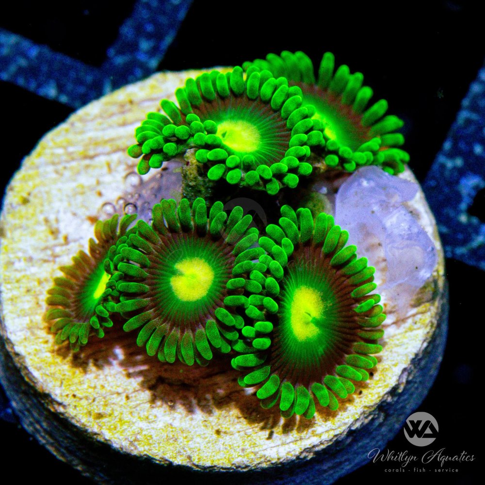 CoralAuction17_52454220-267c-4826-afd5-2c306effb723.jpg CoralAuction17_52454220-267c-4826-afd5-2c306effb723.jpg