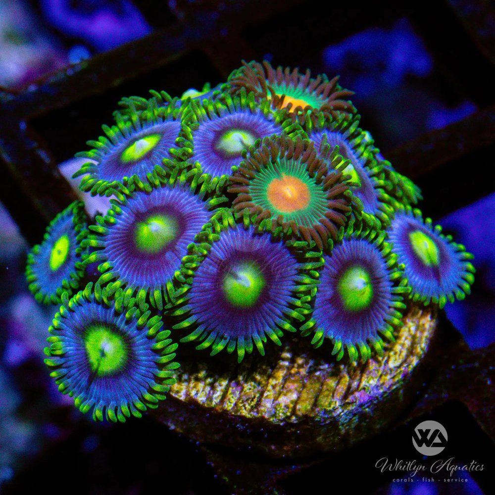 CoralAuction10_b3434628-d983-4a29-9d23-98e931ceb675.jpg