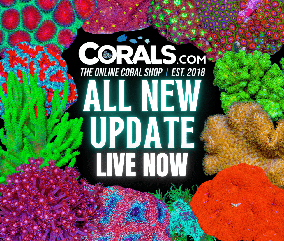 new corals 01.png