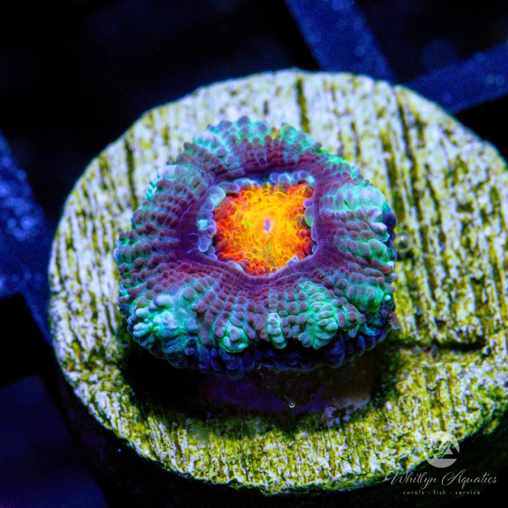 CoralAuction30_d4a96ab4-fa41-42b8-a874-fa2f78a01460.jpg CoralAuction30_d4a96ab4-fa41-42b8-a874-fa2f78a01460.jpg