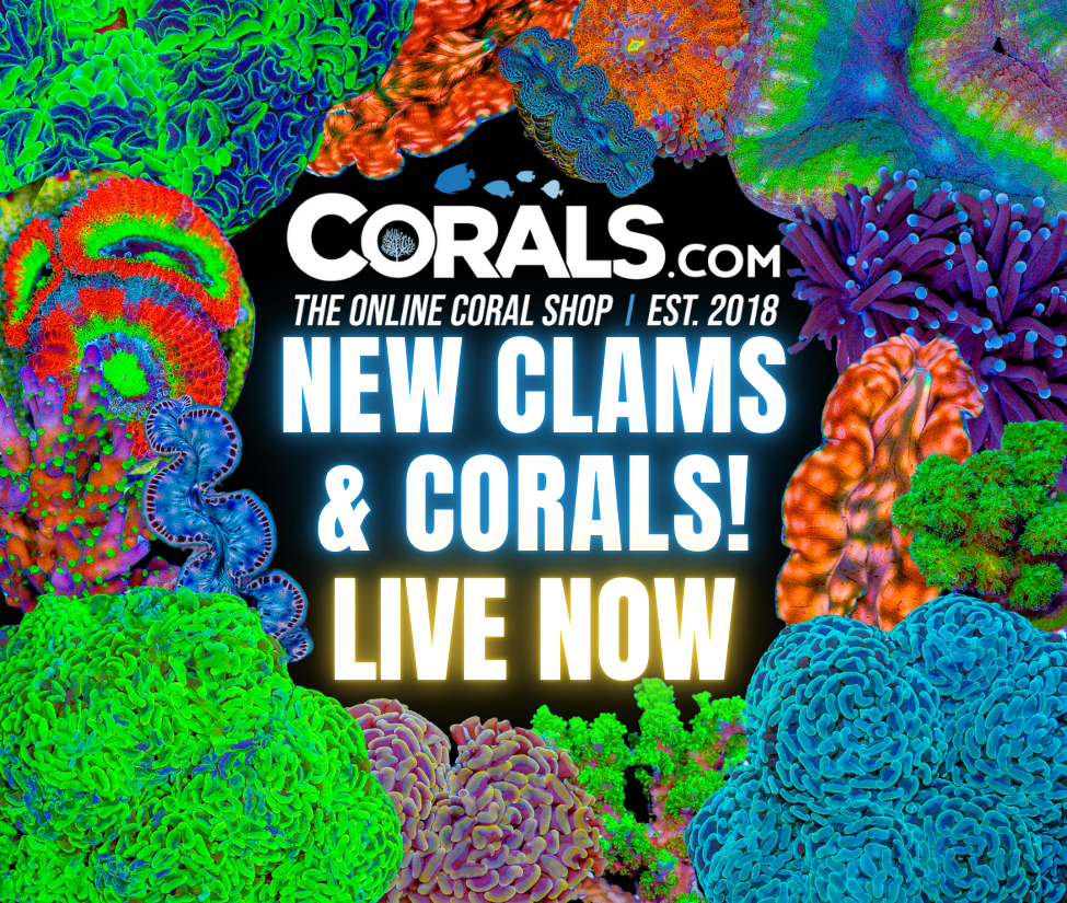 new corals 8.5.png