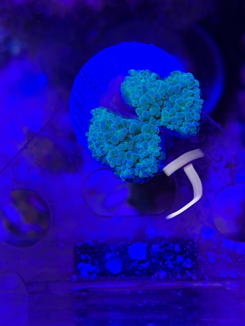 image1 (2).jpeg