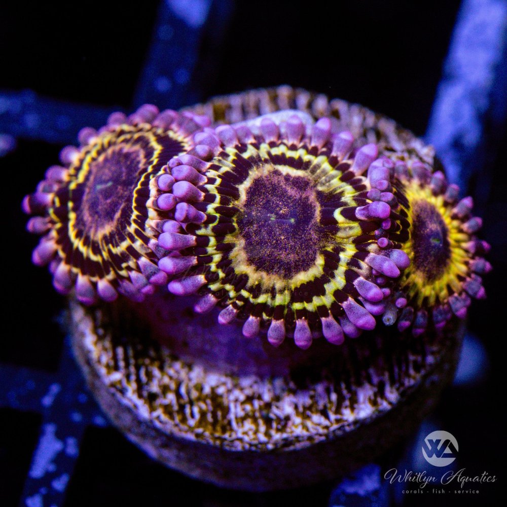 CoralAuction47.jpg