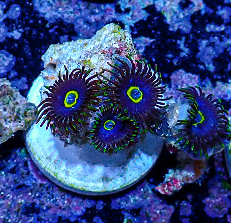 UC Blue Macaw Zoas -177.JPG