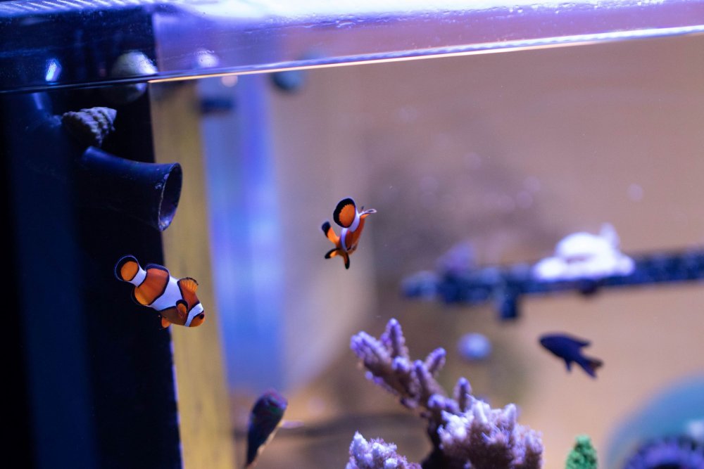 Fish 2.jpg