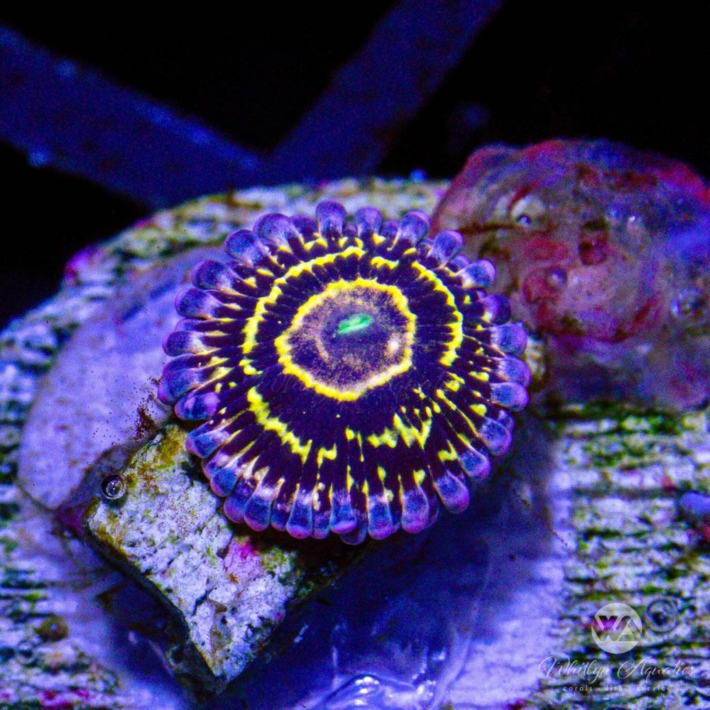 CoralAuction18_d41c15fa-ae78-4bb0-a7ce-ea92cbe83f60.jpg CoralAuction18_d41c15fa-ae78-4bb0-a7ce-ea92cbe83f60.jpg