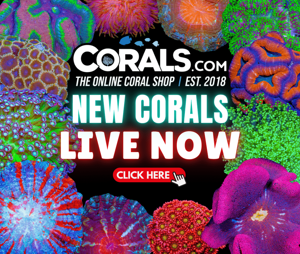 new coral(5).png