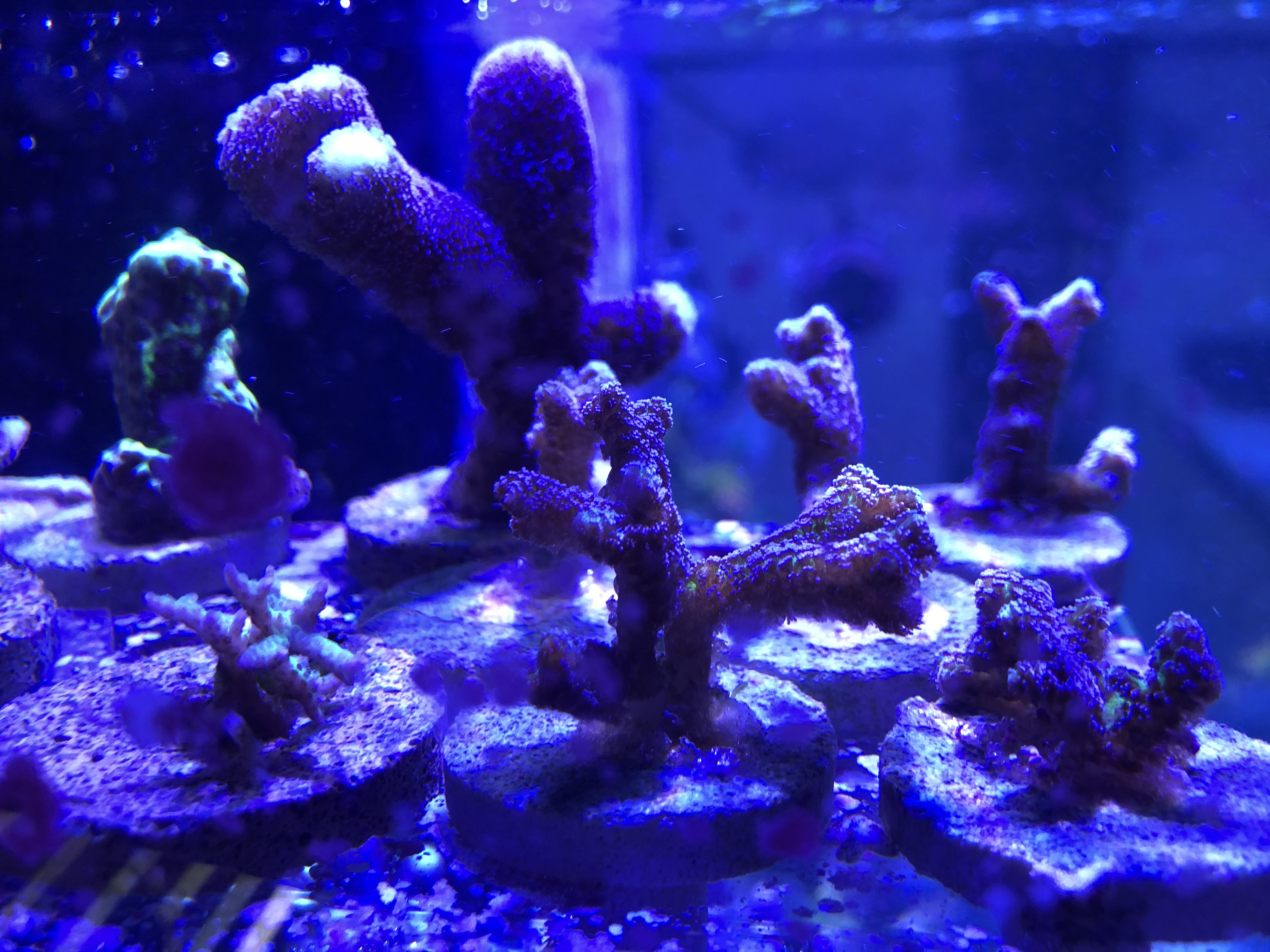 Purple Porci.jpg Purple Porci.jpg