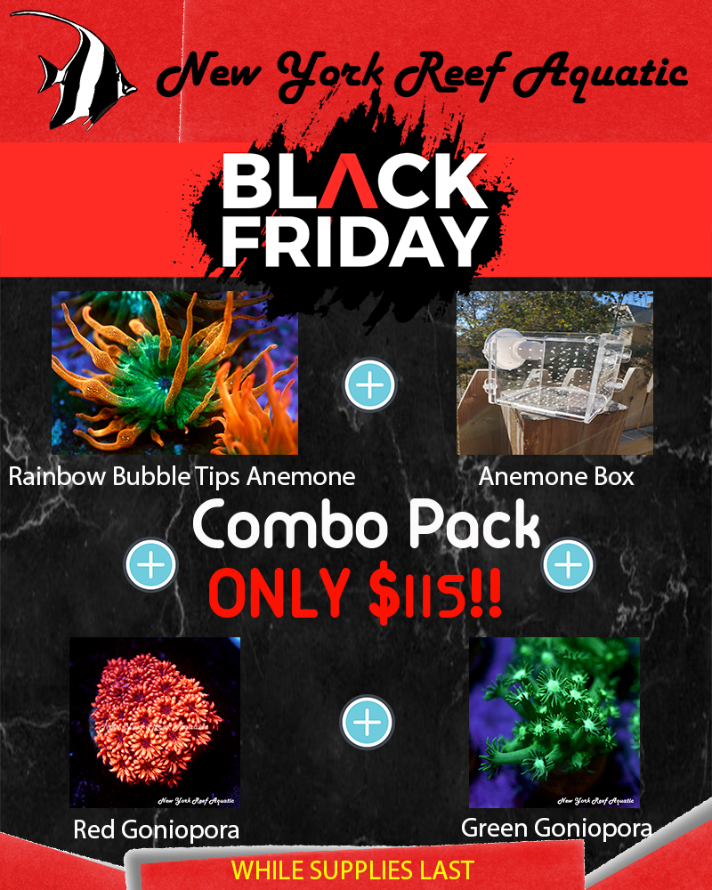 Anemone Special Combo.jpg Anemone Special Combo.jpg