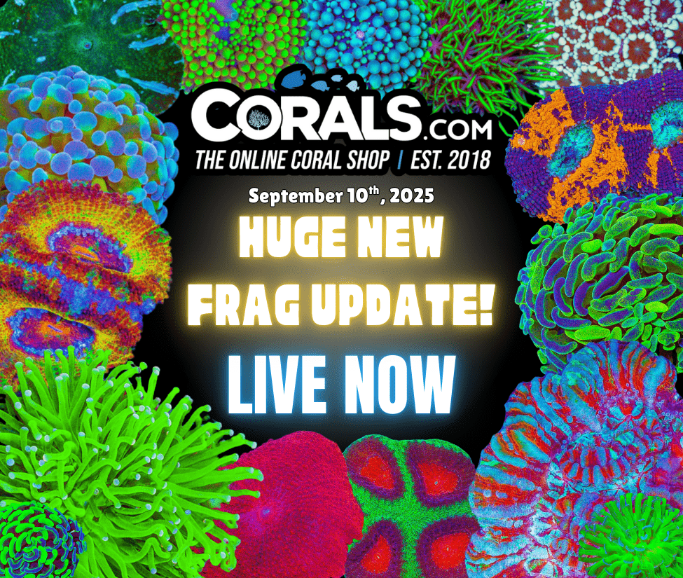 9.10 new coral.png