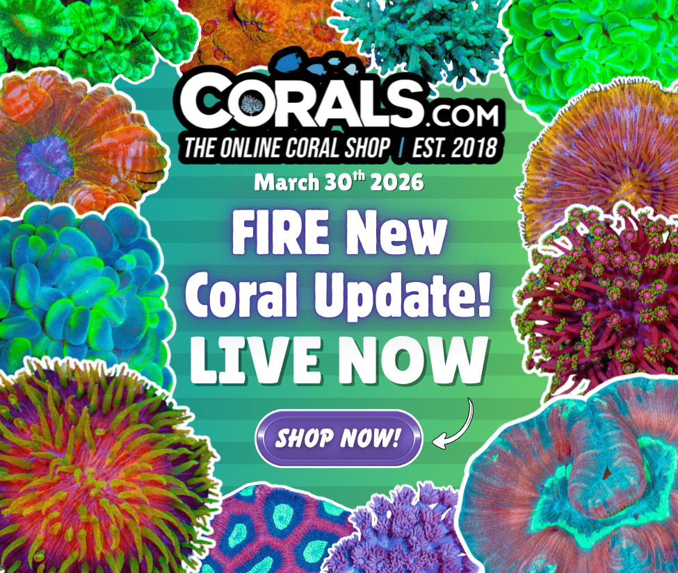 3.30 new coral.png