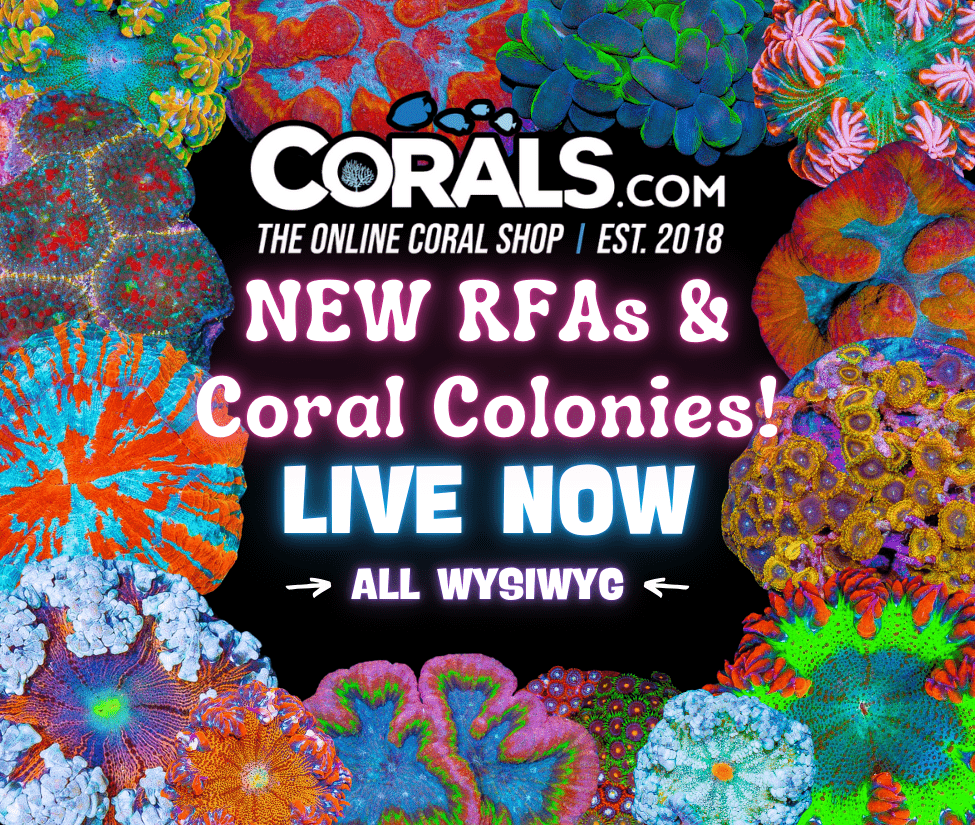 New Corals 3.20(2).png