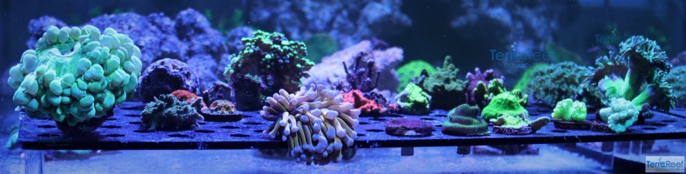 IMG_9982-Aquarium-holding-tank-3.jpg-small.jpg IMG_9982-Aquarium-holding-tank-3.jpg-small.jpg