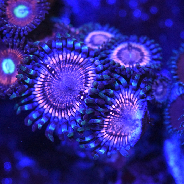 DSC_2585.JPG