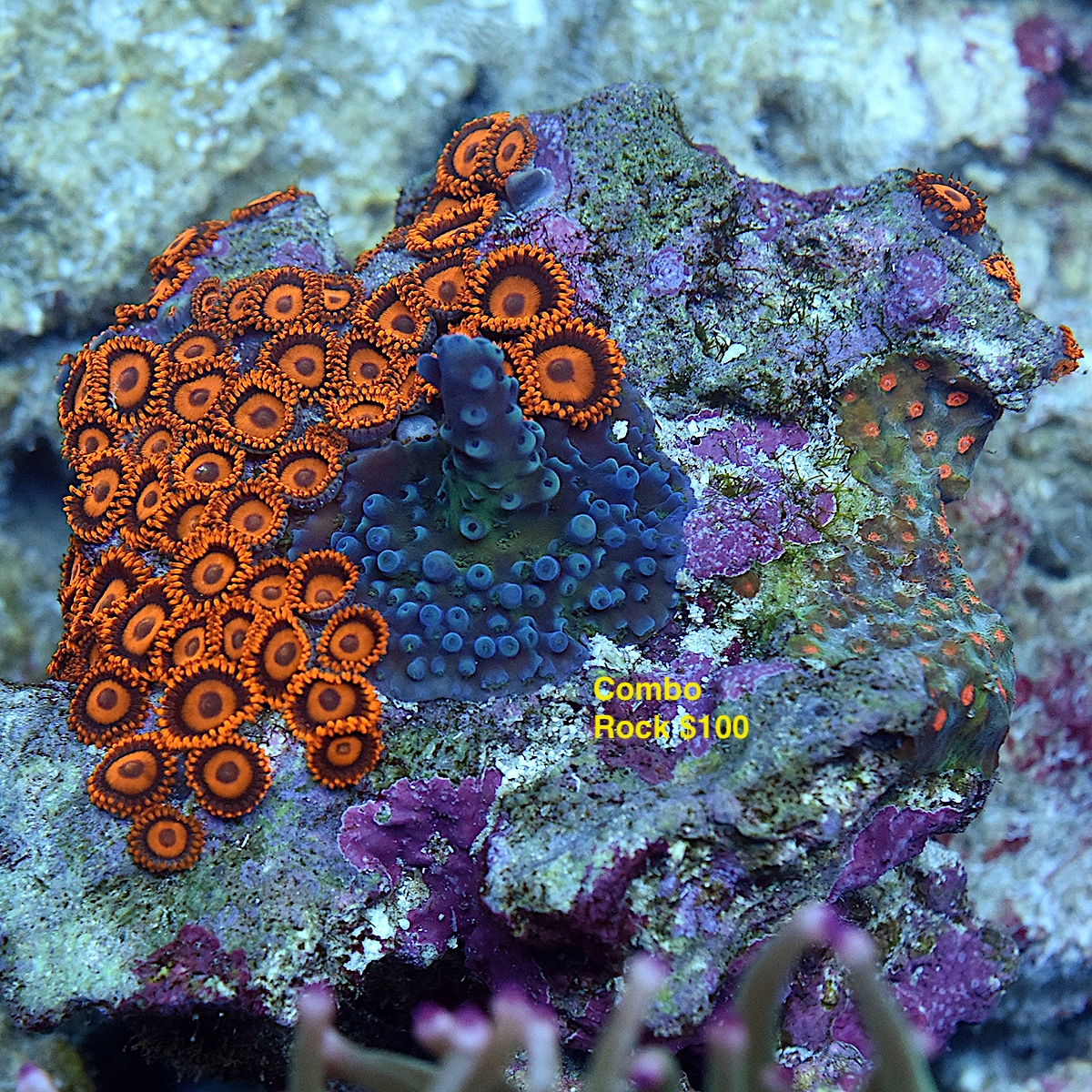 DSC_5256.JPG