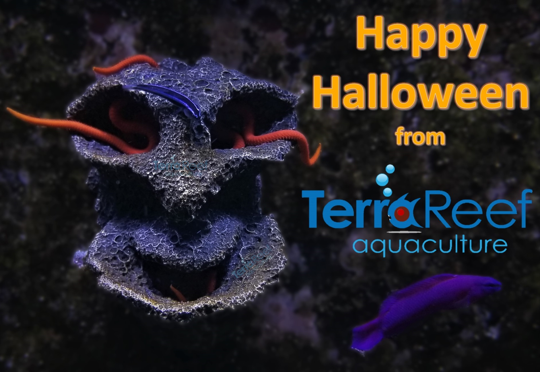 Aquarium Halloween TerraReef Aquaculture 2021.jpg Aquarium Halloween TerraReef Aquaculture 2021.jpg