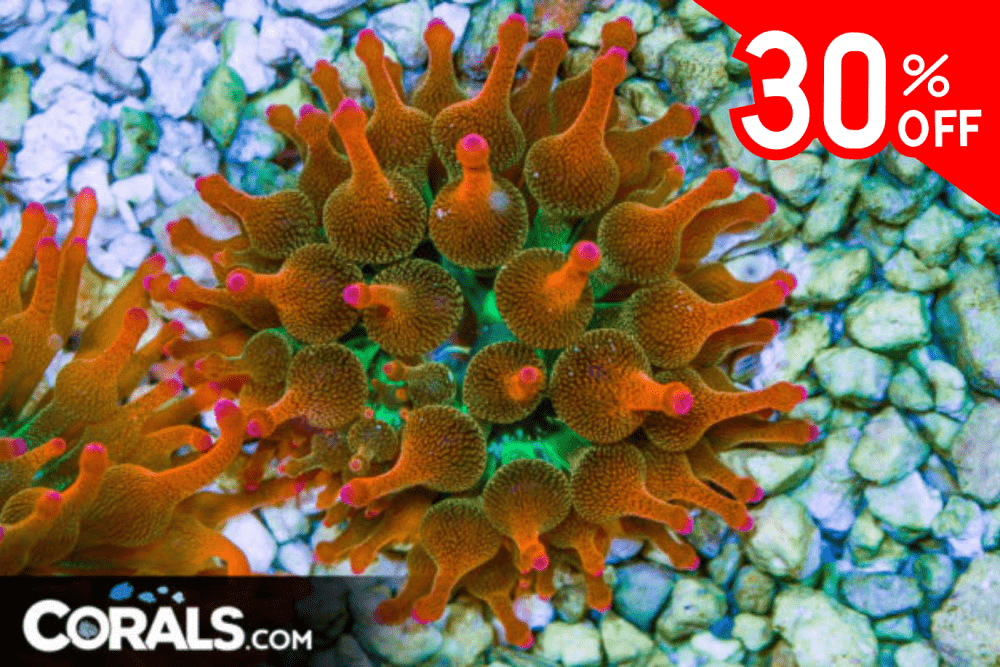 Untitled design(160).png