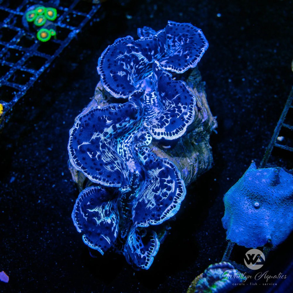 CoralAuction54_02d26280-9544-49d7-8181-268d7fd84b26.jpg CoralAuction54_02d26280-9544-49d7-8181-268d7fd84b26.jpg