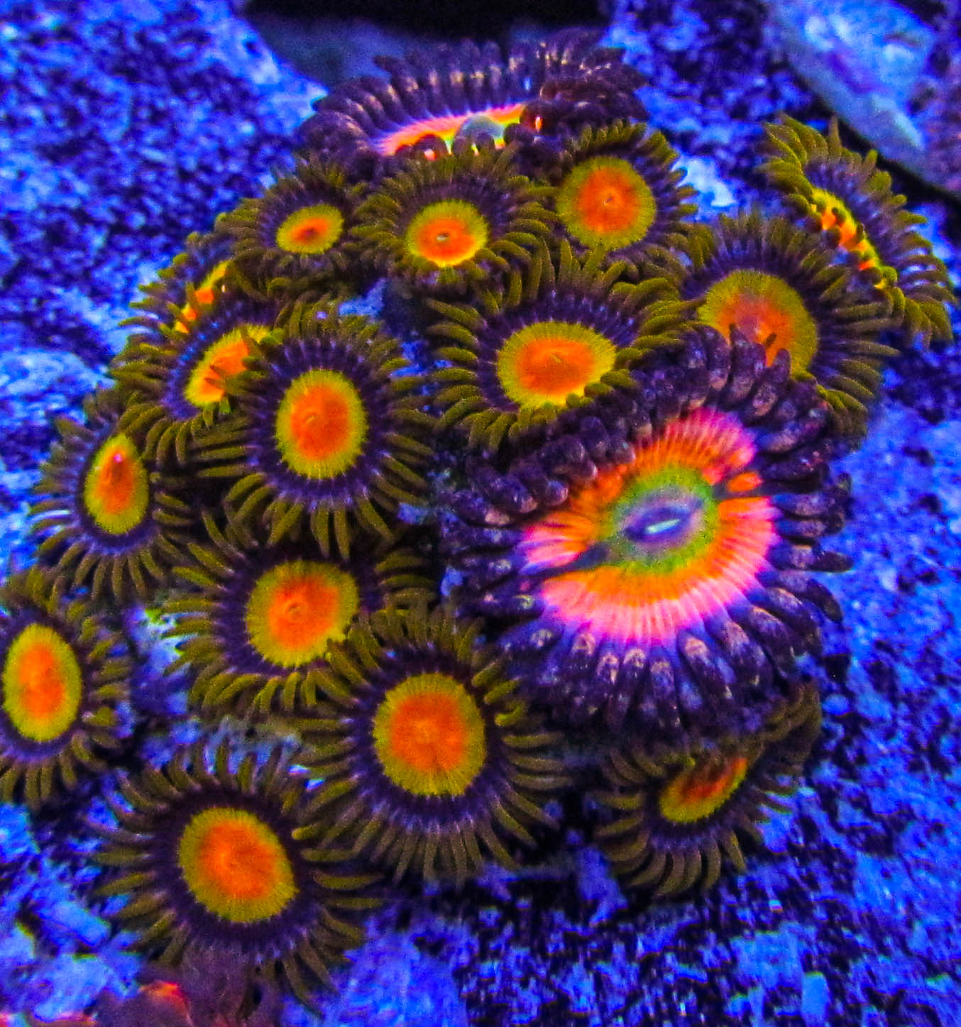 Ultra Zoa-146.JPG