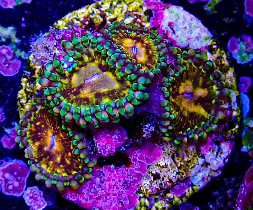 UC Grim Reaper Zoa-183.JPG