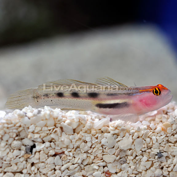 lg-78118-redhead-goby.jpg