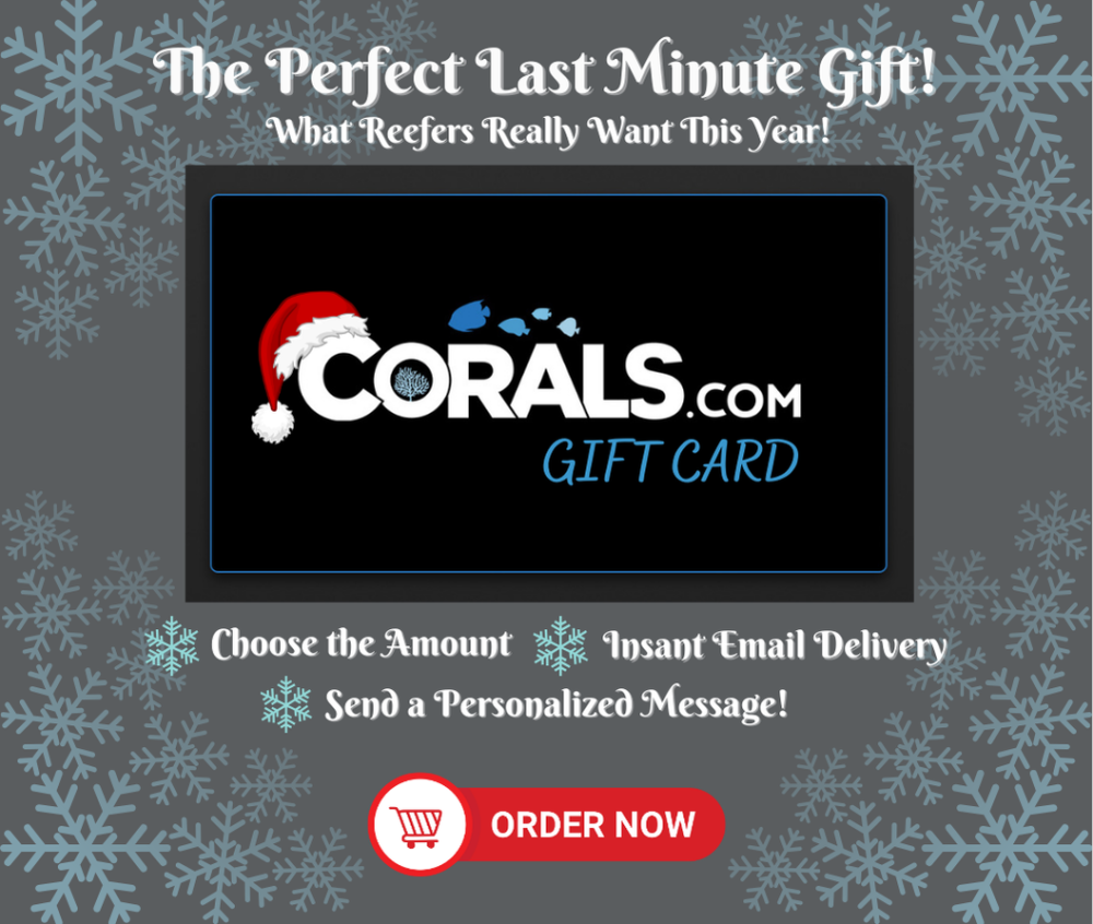 Gift Card slider_1_.png
