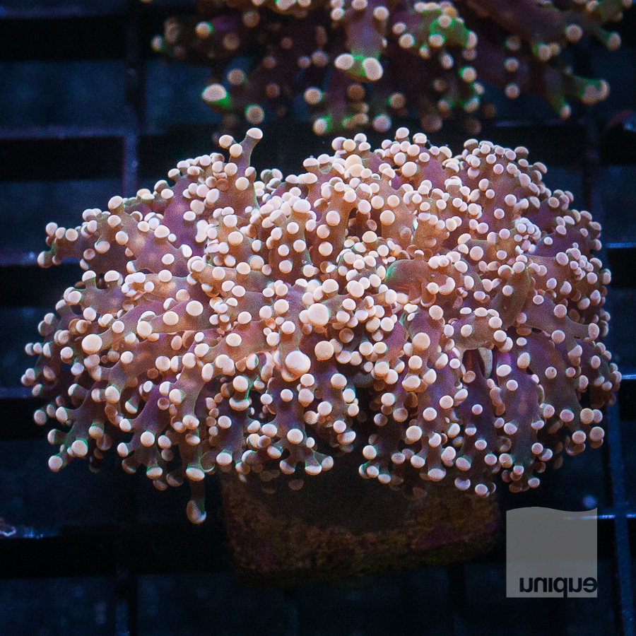 crazy frogspawn 299 199.jpg