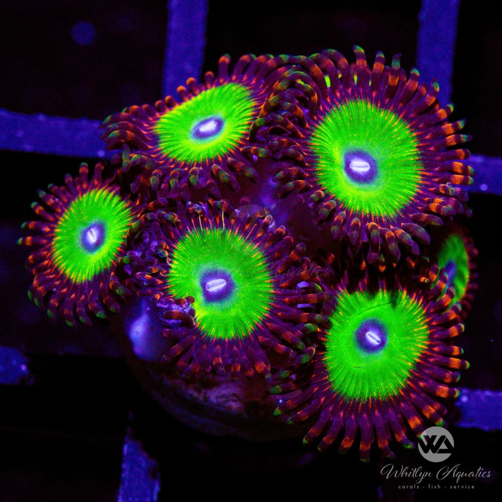 CoralAuction39_7e9ab278-188b-4904-b642-5f9d8443800f.jpg CoralAuction39_7e9ab278-188b-4904-b642-5f9d8443800f.jpg