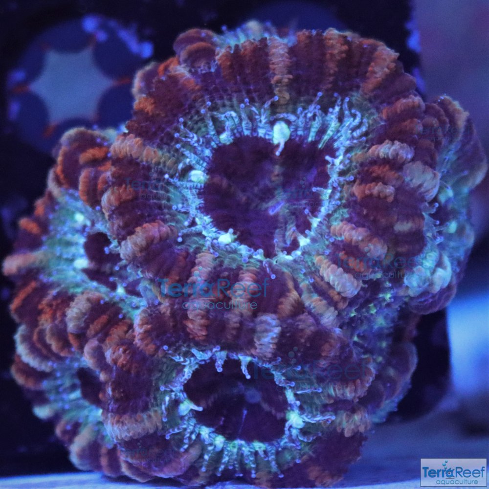 IMG_8034-Micromussa-lord-Acan-frag-colony-aquacultured.jpg IMG_8034-Micromussa-lord-Acan-frag-colony-aquacultured.jpg
