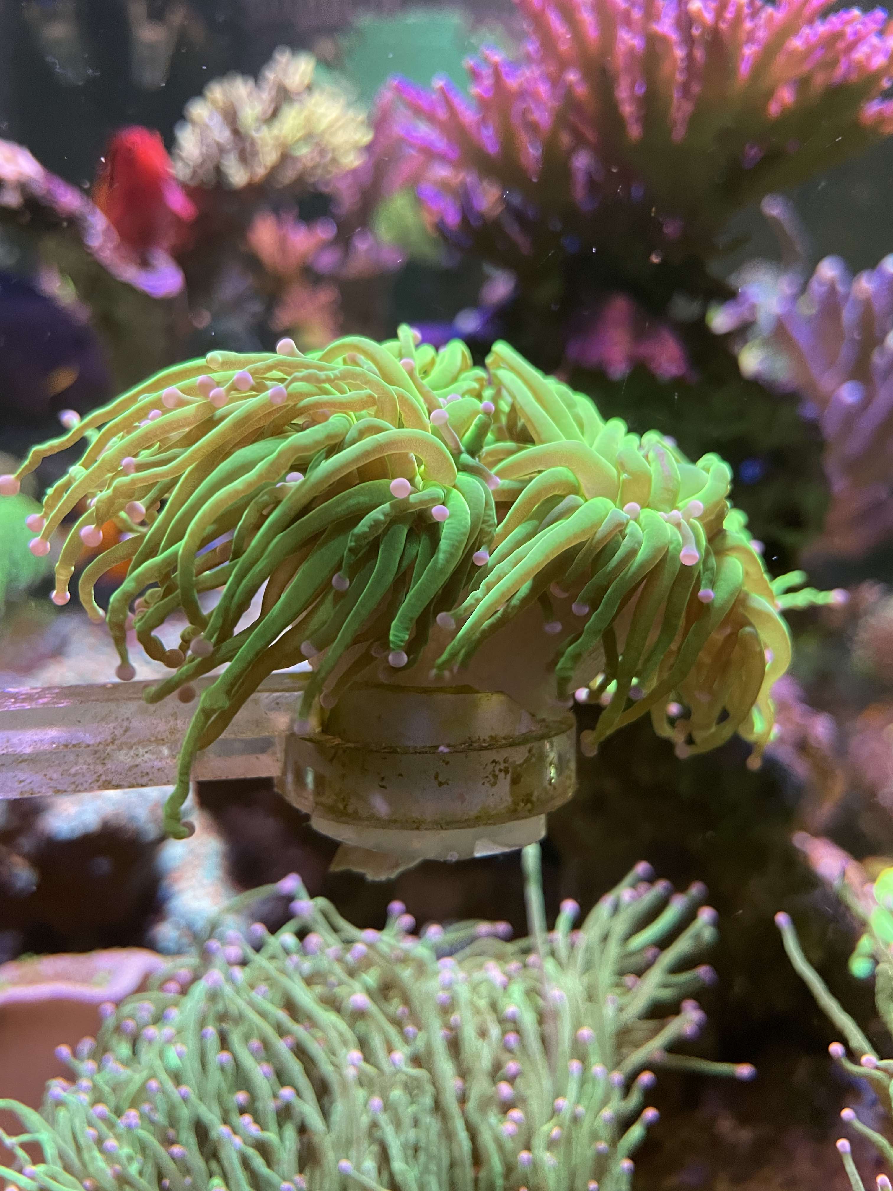 two head toxic green indo torch.jpg