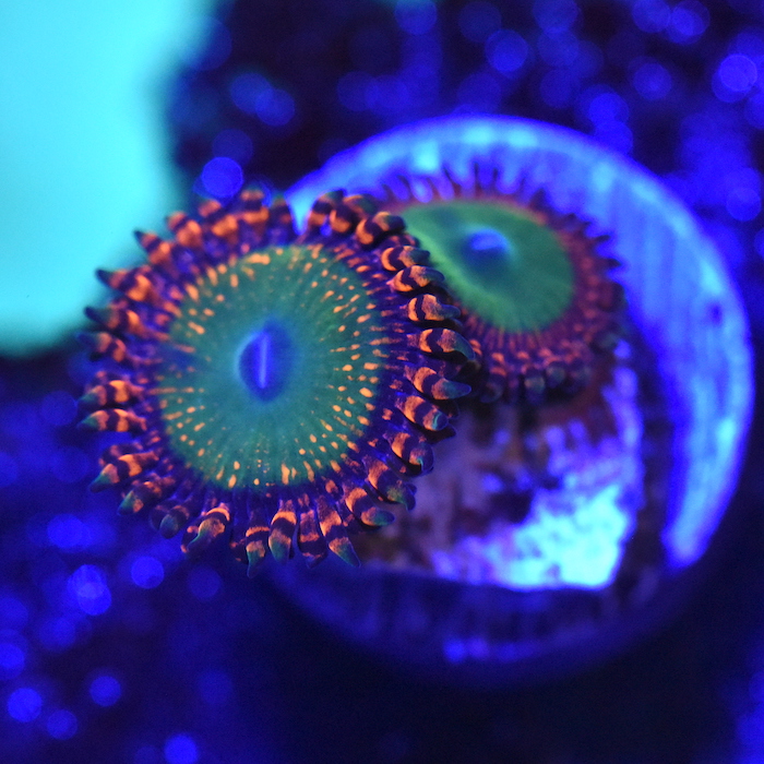 DSC_2584.JPG