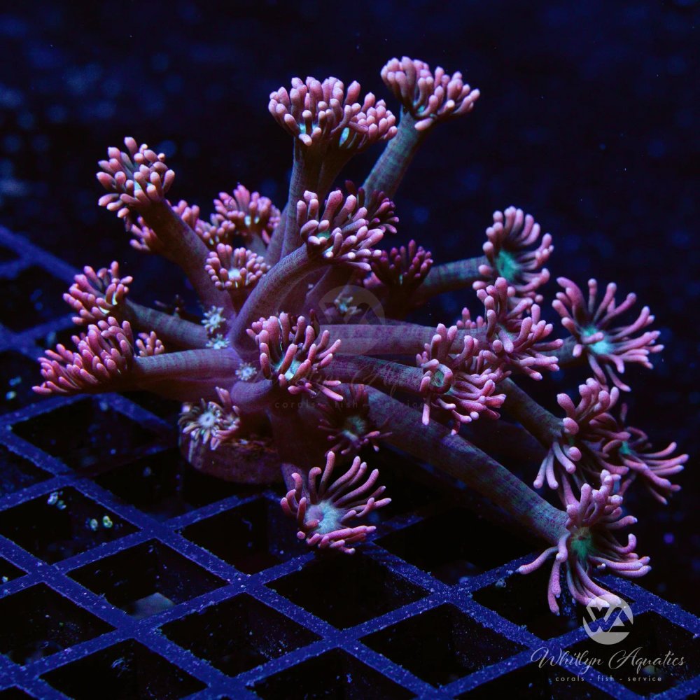 CoralAuction16_6a88775d-2803-4673-a728-c04af27199ee.jpg CoralAuction16_6a88775d-2803-4673-a728-c04af27199ee.jpg
