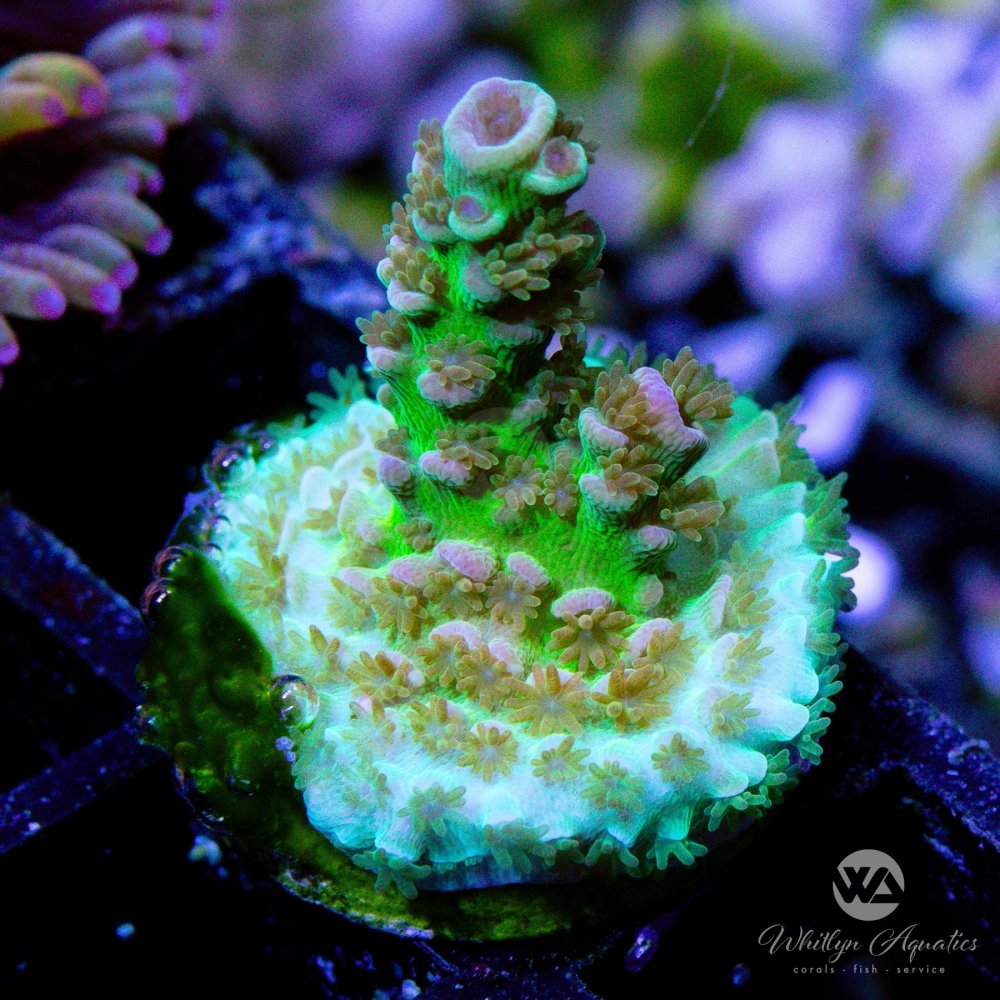 AuctionCoral4_fdf21d16-19f7-41db-b059-7ae6f902fea3.jpg AuctionCoral4_fdf21d16-19f7-41db-b059-7ae6f902fea3.jpg