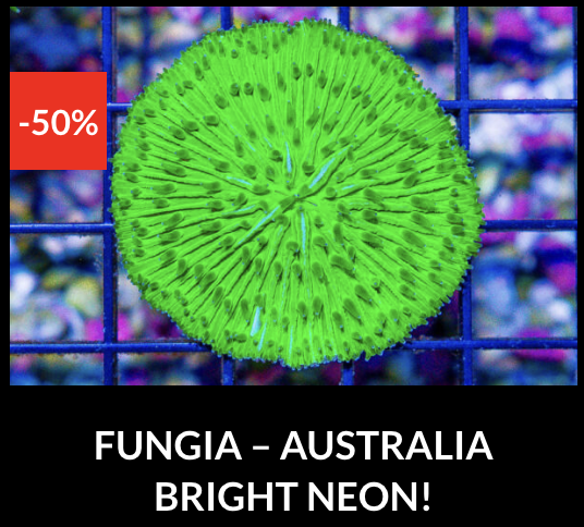 Screenshot 2025-12-28 at 9.49.37 AM.png