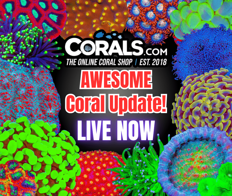 9.3 new coral.png