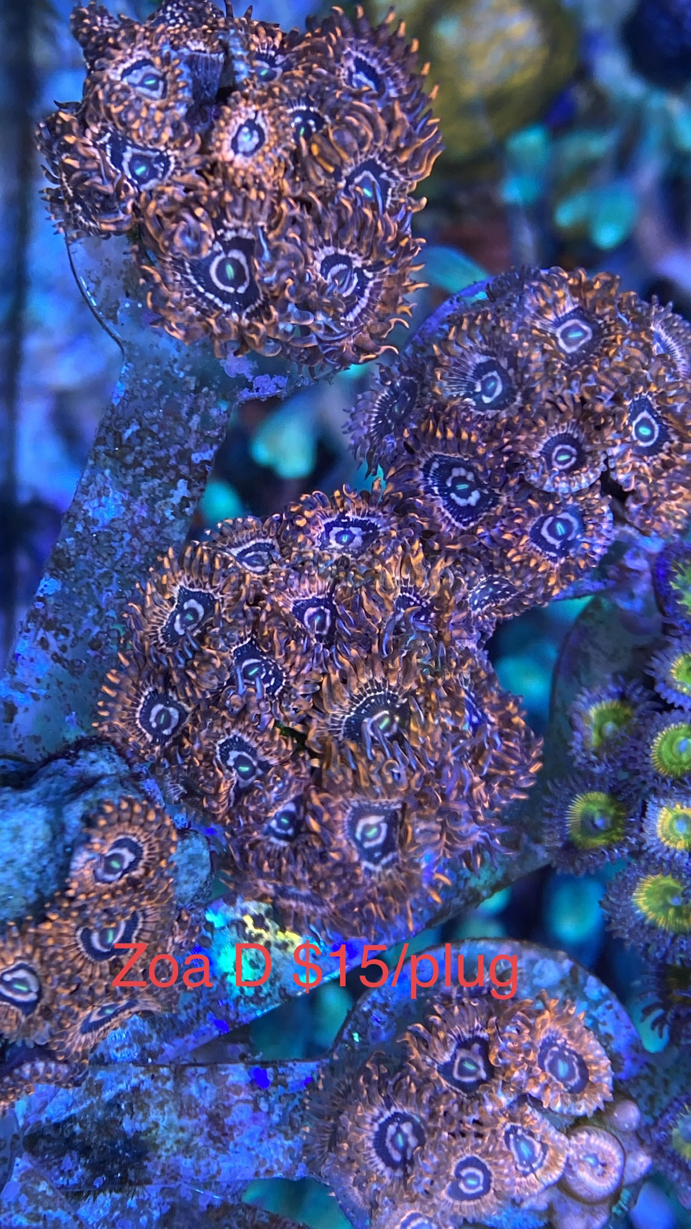 3F60706B-0A4E-4BCE-87FE-284854B4F782.jpeg