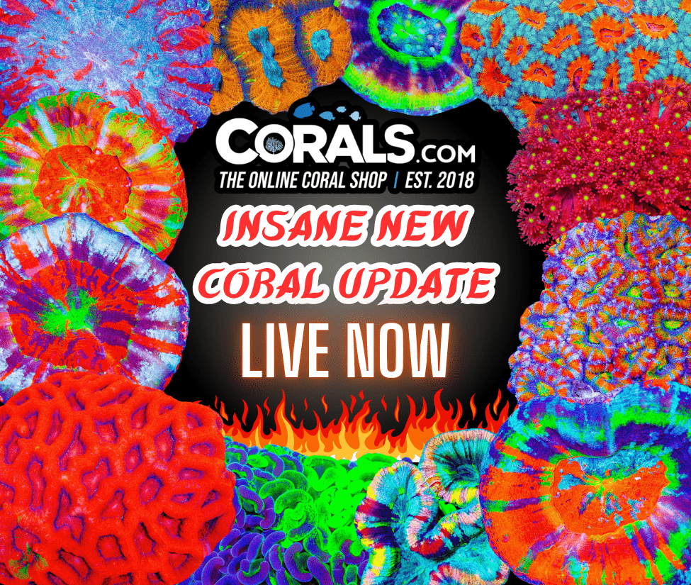 new coral(30).png