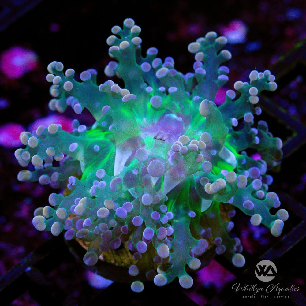 CoralAuction42_aef98e80-eb9f-4a39-978e-cfe115baec49.jpg