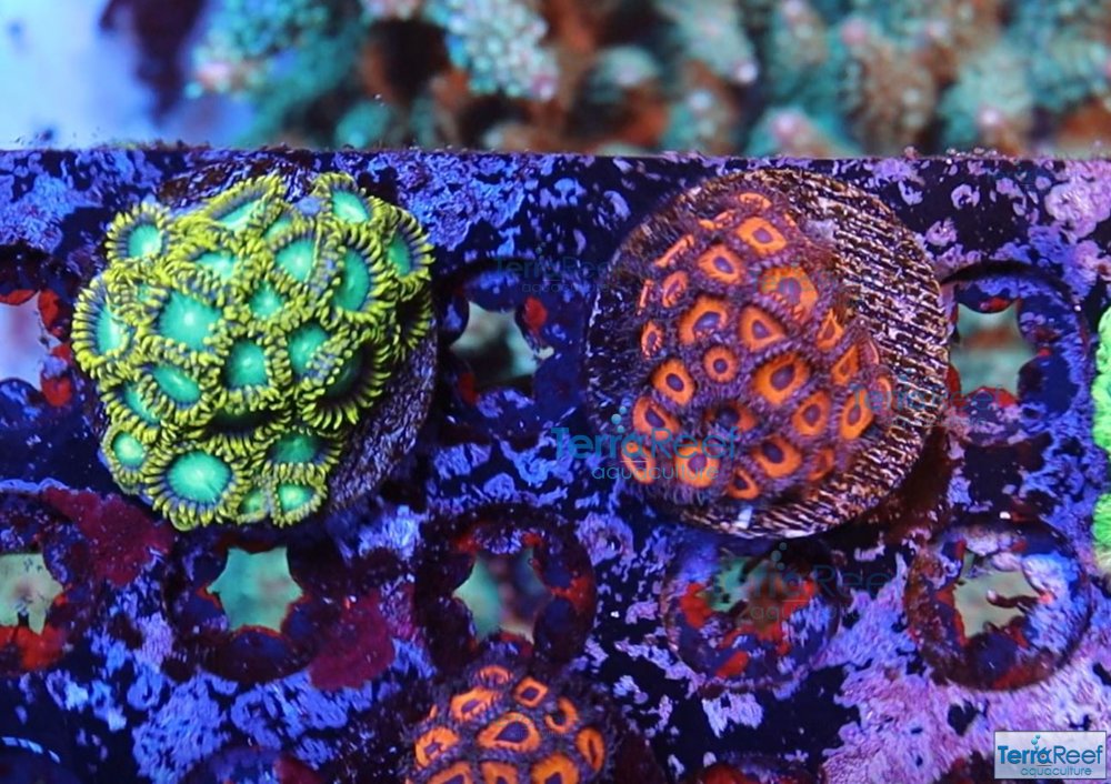 MVI_9036-Zoanthid.jpg MVI_9036-Zoanthid.jpg