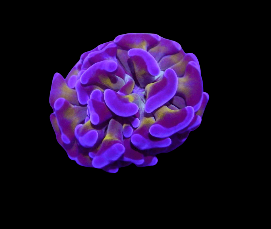 PhotoRoom-20220201_135220.png PhotoRoom-20220201_135220.png